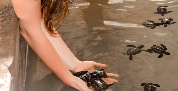 Turtle Hatchery 1