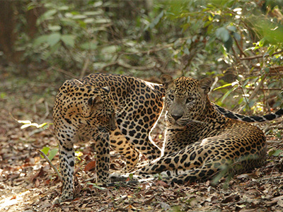 Wilpattu-1