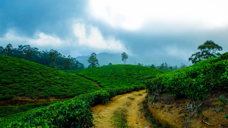 india-woods-hill-station-fog-coffee
